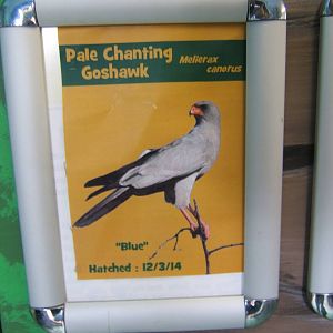 Signage for what could well be the UK first breeding!!