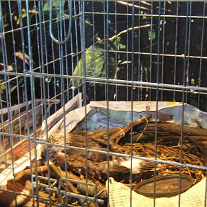 Pale Chanting Goshawk chick