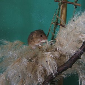 Harvest Mouse