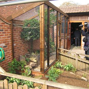 Ferruginous Pygmy Owl outside