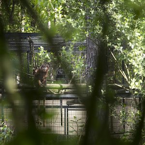 Javan Langur off-show exhibit, 5/3/14