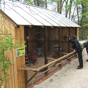 Barn and Tawny Owl Aviary