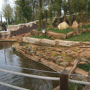 View of Asian Short-clawed Otter enclosure
