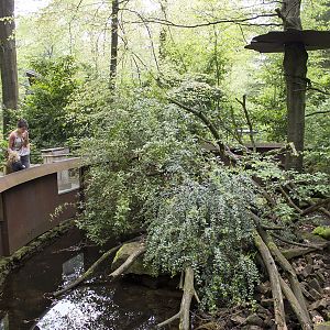 White-nosed coati exhibit, 4/29/14