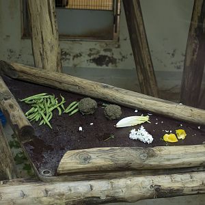 Proboscis Monkey supper, 4/29/14