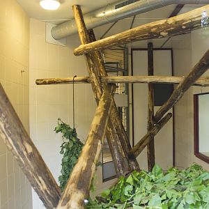 Proboscis Monkey indoor exhibit, 4/29/14