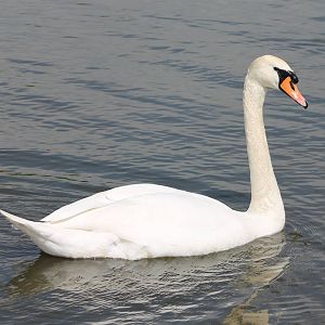 Mute swan