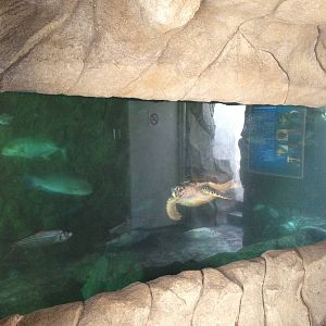 Turtle Exhibit