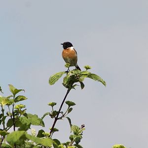 Stonechat