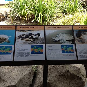 Turtle Exhibit