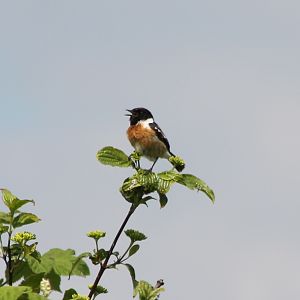 Stonechat
