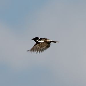 Stonechat