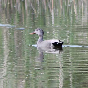 Gadwall