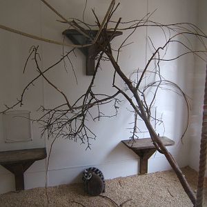 View inside the Lemur House