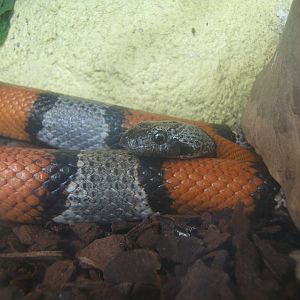 Grey-banded Kingsnake