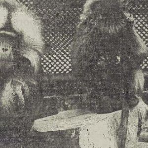 Gelada with young