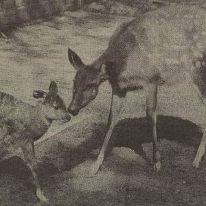 Sitatunga with young 1981