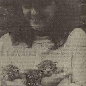 Indian desert cat young