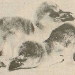 Humboldt penguins