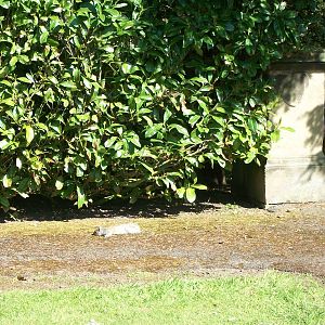 Grey Squirrel sunbathing in the gardens, 3rd May 2014