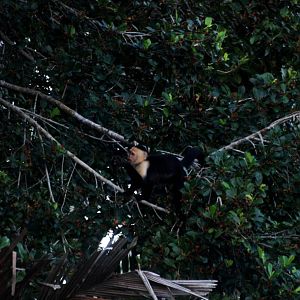 White-throated Capuchin in Tortuguero, 13/04/14