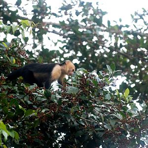 White-throated Capuchin in Tortuguero, 13/04/14