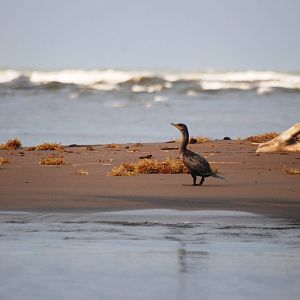 Neotropical Cormorant in Tortuguero, 13/04/14
