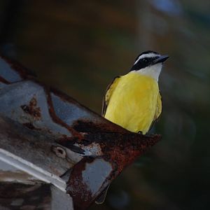 Great Kiskadee in Tortuguero, 13/04/14
