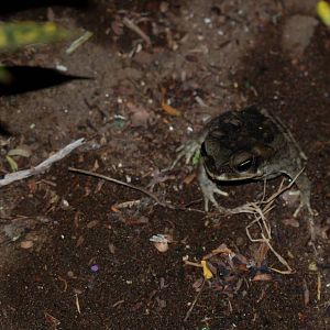 Marine Toad in Tortuguero, 13/04/14