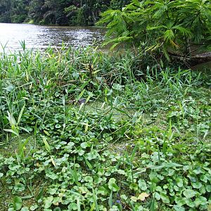 Caiman Swamp in Tortuguero, 13/04/14