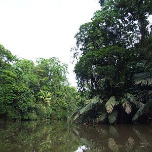 Canals of Tortuguero, 13/04/14