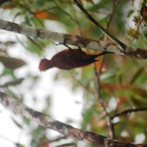 Chestnut-coloured Woodpecker in Tortuguero, 14/04/14