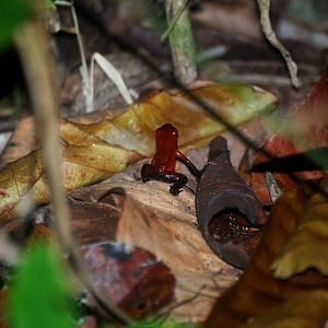 Strawberry Poison Arrow Frog in Tortuguero, 14/04/14