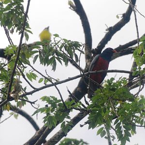 Slaty-tailed Trogon in Tortuguero, 14/04/14