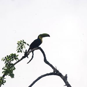 Keel-billed Toucan in Tortuguero, 14/04/14