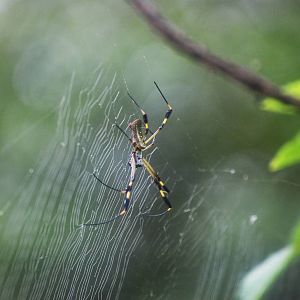 Golden Orb-Weaver in Tortuguero, 14/04/14