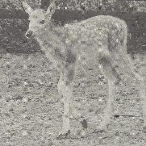 Pater David's deer young