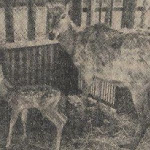 Pater David's deer with young