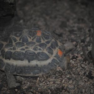 Spider Tortoise
