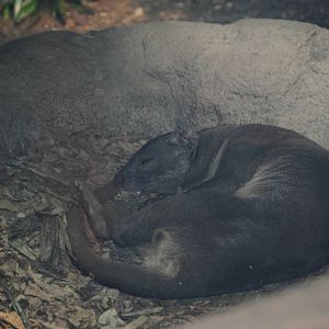 Fossa