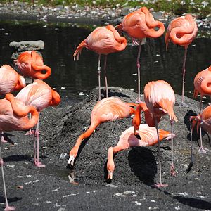 American Flamingos