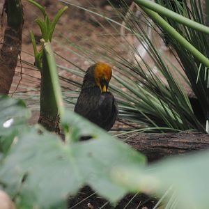 Yellow-Headed Blackbird