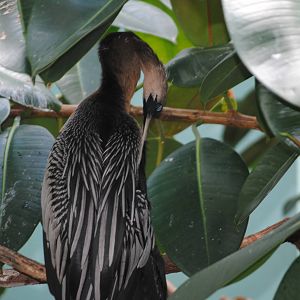 Anhinga