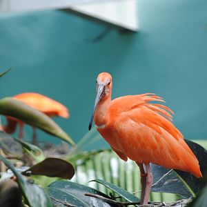 Scarlet Ibis