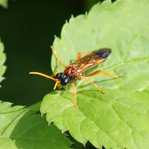 Sawfly