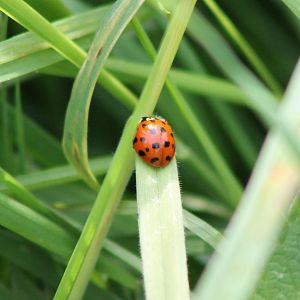Ladybug