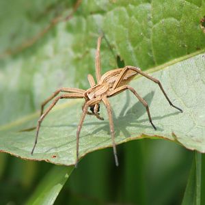 Nursery web spider