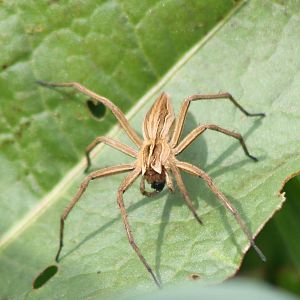 Nursery web spider