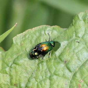 Mating beetles ID