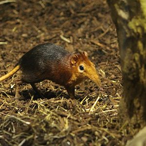 Black and rufous elephant shrew, April 2014